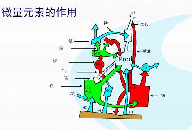 全自動草莓视频在线下载APP廠家分析體內微量元素的互相作用